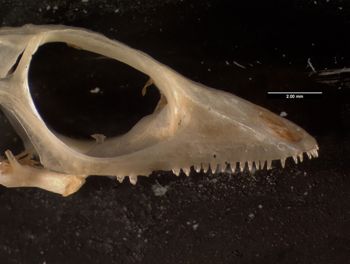 Media type: image;   Herpetology R-132385